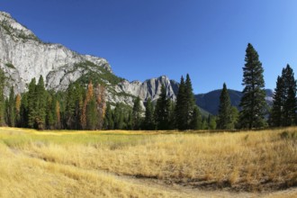 Magnificent glade with a yellow grass in valley Yosemite park. October, early morning