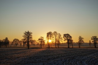 Row of trees at sunrise on a frosty field with orange sky, 27804 Berne-Germany