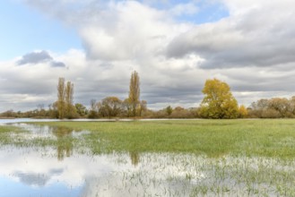Flooded meadow after heavy rains. Autumn landscape. Bas-Rhin, Collectivite europeenne d'Alsace,
