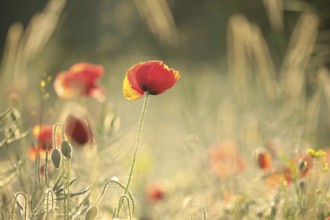 A single poppy in a rape field on a foggy spring morning