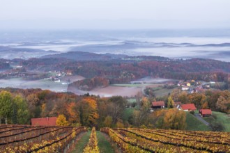 Autumn atmosphere in the early morning, vineyard, fog drifts through the hilly landscape in the