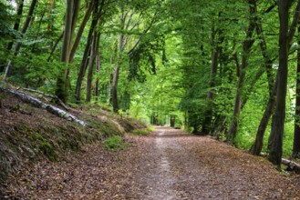 A view of the hiking trail in the Hohe Schrecke forest in summer