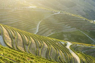 Green Douro Valley at Sunset. Golden Hour. Vineyards and Terraces. Portugal. Grape Harvest Season