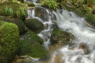 Mountain torrent in the Vosges. Charlemagne waterfall on the Vologne