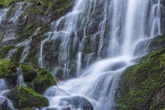 Fresh and beautiful waterfalls in a mountain torrent in spring. La Serva, Champ du feu, Vosges,