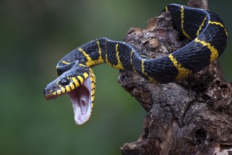 The gold-ringed cat snake in attacking position