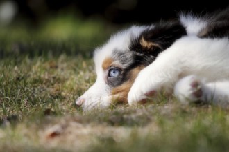 Australian Shepherd