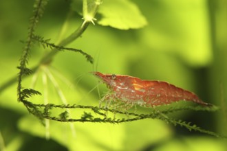 Neocaridina heteropoda var. ?red?