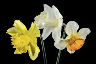 Beautiful blooming White and yellow narcissus flowers isolated on a black background. Flower head