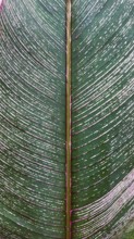 Close-up of a large variegated cigar plant or Calathea lutea leaf with pink veins and white
