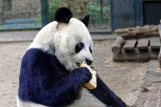Giant Panda, ailuropoda melanoleuca, A sitting panda in the zoo eating a piece of bread. Relaxed