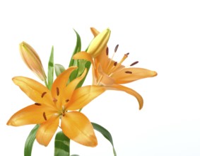 Studio shot of orange lily, Bright orange lilies with green leaves against a white background