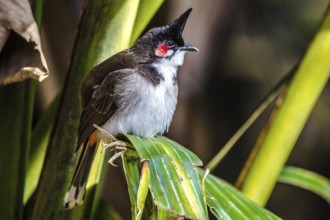 Southeast Asian Red-whiskered bulbul (Pycnonotus jocosus), Mauritius