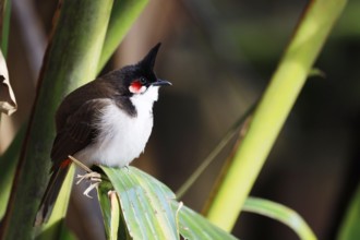 Southeast Asian Red-whiskered bulbul (Pycnonotus jocosus), Mauritius, Africa, Mauritius
