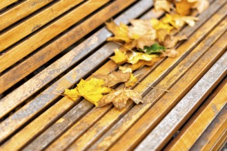 Colourful foliage in autumn in Europe