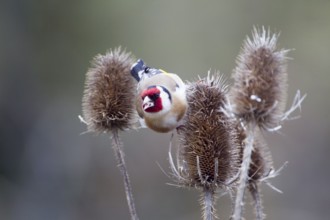 Goldfinch, Goldfinch (Carduelis carduelis), Goldfinch on a thistle