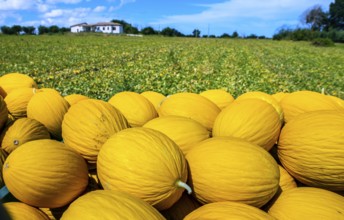 Canary yellow melons from the farm. Sunny day. Pile of melons in the plantation