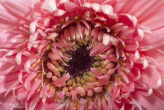 Pink gerbera flower blossom