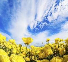 Sea of flowers. Bright beautiful multi-colored garden buttercups grow in a kibbutz field with a