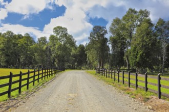 Farm for breeding horses. Gravel road between the walled green lawns