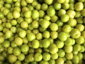 Closeup of many fresh green plums filling the entire picture