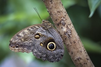 Owl Butterfly (caligo memnon)