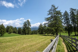Pasture with larches on the Salten