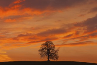 Memorial tree on the hill at dramatic sunsire