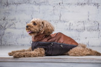 Small funny dog of brown colour with curly hair of toy poodle breed posing in clothes for dogs.