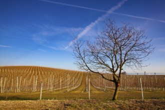 Apple Orchard Rows in spring. Fruit trees over bright blue sky. Apple orchard park by dawn early
