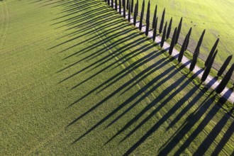 Aerial photographic documentation of a row of cypress trees in the Val Di Orcia in Tuscany Italy