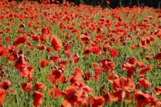 Poppy, poppy seed, papaver