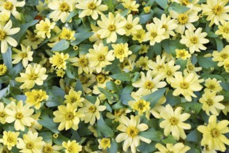 A lot of yellow flowers - daisies on grassland