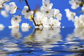 Cherry blossoms with reflection in the water and white flowers with sun and blue sky
