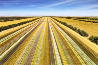 Spectacular photos taken by drone. Magnificent flower field. Southern Israel on the border with the