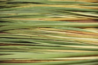 Counter holiday bazaar on the eve of Sukkoth. The palm /lulav/