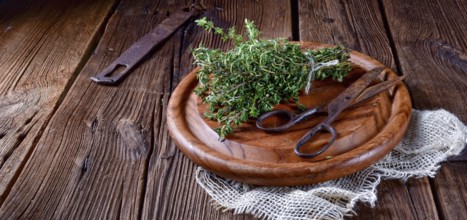 Thyme (Thymus vulgaris)