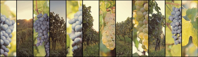 Vineyard collage concept, Wine collage