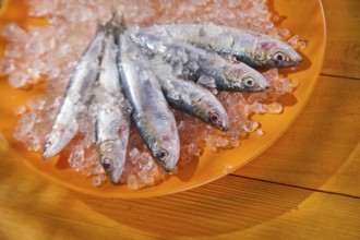 Presentation of fresh anchovies fished with ice