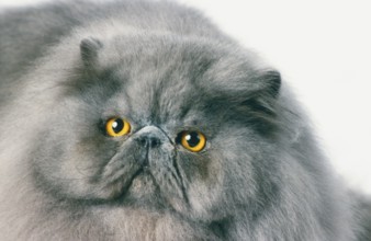 Persian, blue, old colour type, old type, breeding male, 6 years old, peak-face