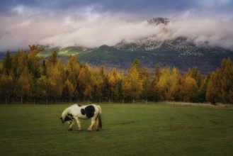 Black and white horse grazing on the grass near Gerlachov by Hubert hotel