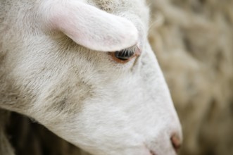 Profile view Sheep's head in section in front of blurred background