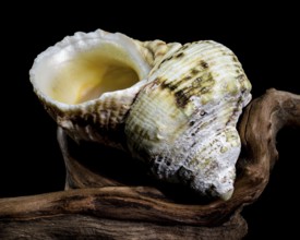 Close-up of a Turbo argyrostomus shell placed on textured wood with a black background,