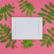 Creative flat lay top view white frame mock up with fresh green rowan tree leaves on bright pink