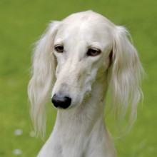 Typical white Saluki dog on a green grass lawn