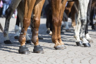 The legs of horses of Horse police units. Policemen and policewomen are participating in a parade