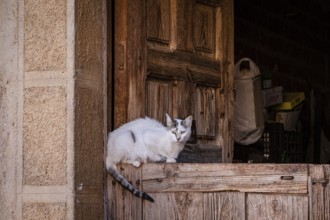 Cat in a portal, Romanillos de Atienza, Guadalajara province, Spain