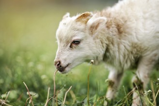 Young ouessant sheep or lamb, closeup detail on head, blurred green meadow background, Liptovsky
