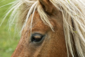Colourful Icelandic ponies on the summer meadow