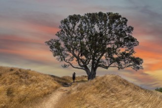 A hiker hiking on a hill passing a big tree, a scenic sky above her
